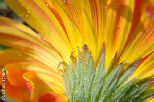 Close up of yellow petals gerbera daisy flower