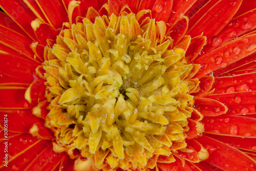 Close up of center of orange gerbera daisy flower