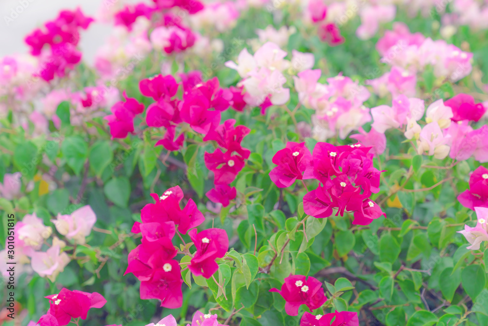 beautiful Bougainvillea flower for wallpaper texture and background,soft focus