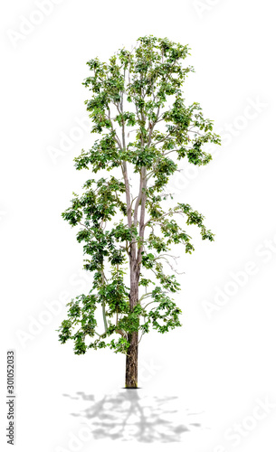 Green Tree Isolated on White background