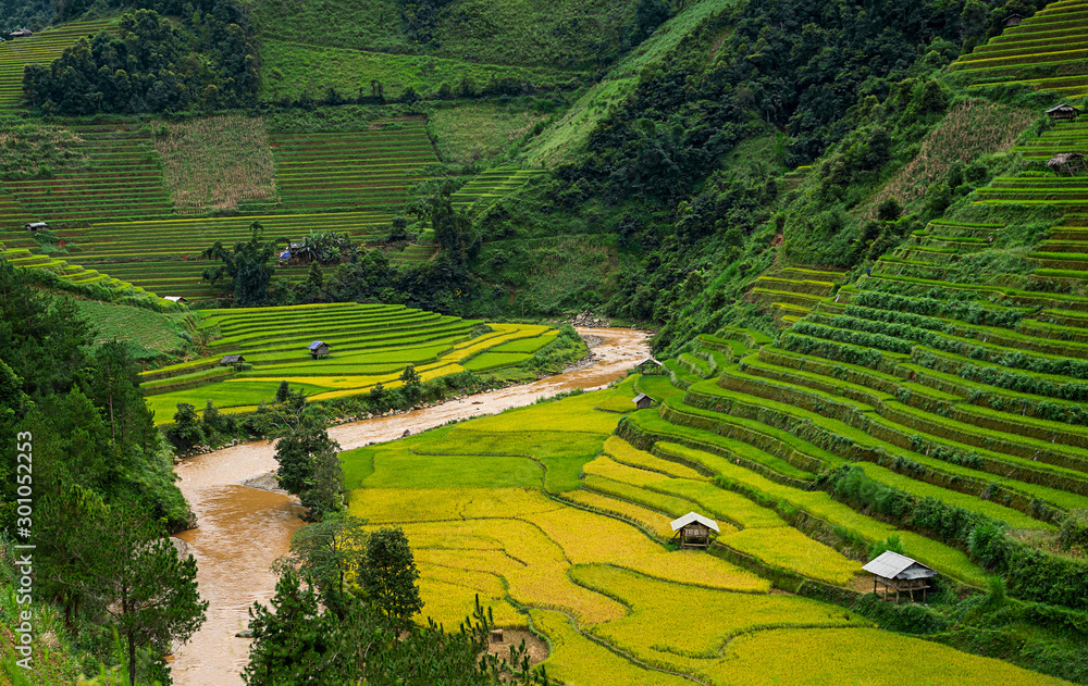 Obraz premium Beautiful Dramatic view of growing golden paddy rice field with stream flows through into Mu cang chai local village on harvest season, Mu cang chai, Yenbai , Northwest of Vietnam