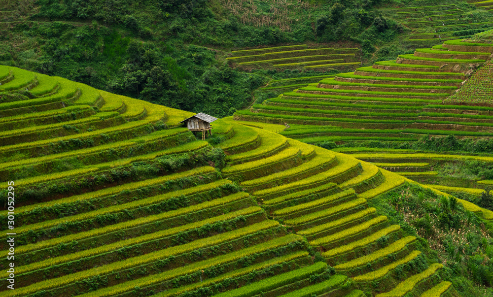 Beautiful of growing golden paddy rice field with cottage and stream flows through into Mu cang chai local village on harvest season, Mu cang chai, Yenbai , Northwest of Vietnam