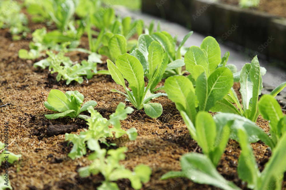 organic cos lettuce growing in garden, close up Green romaine lettuce garden organic cos lettuce growing in garden, close up Green romaine lettuce garden