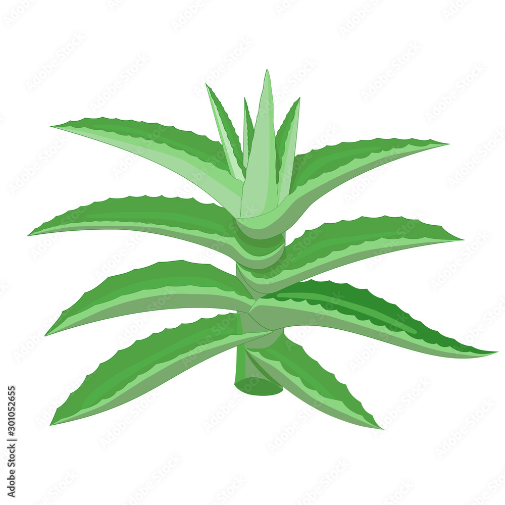 Fototapeta premium Simple green aloe vera plant vector with outline