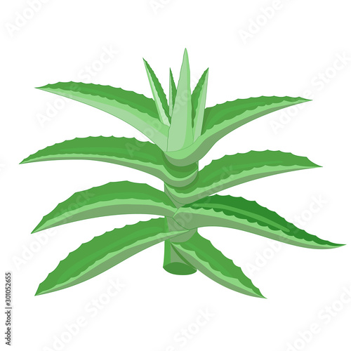 Simple green aloe vera plant vector with outline