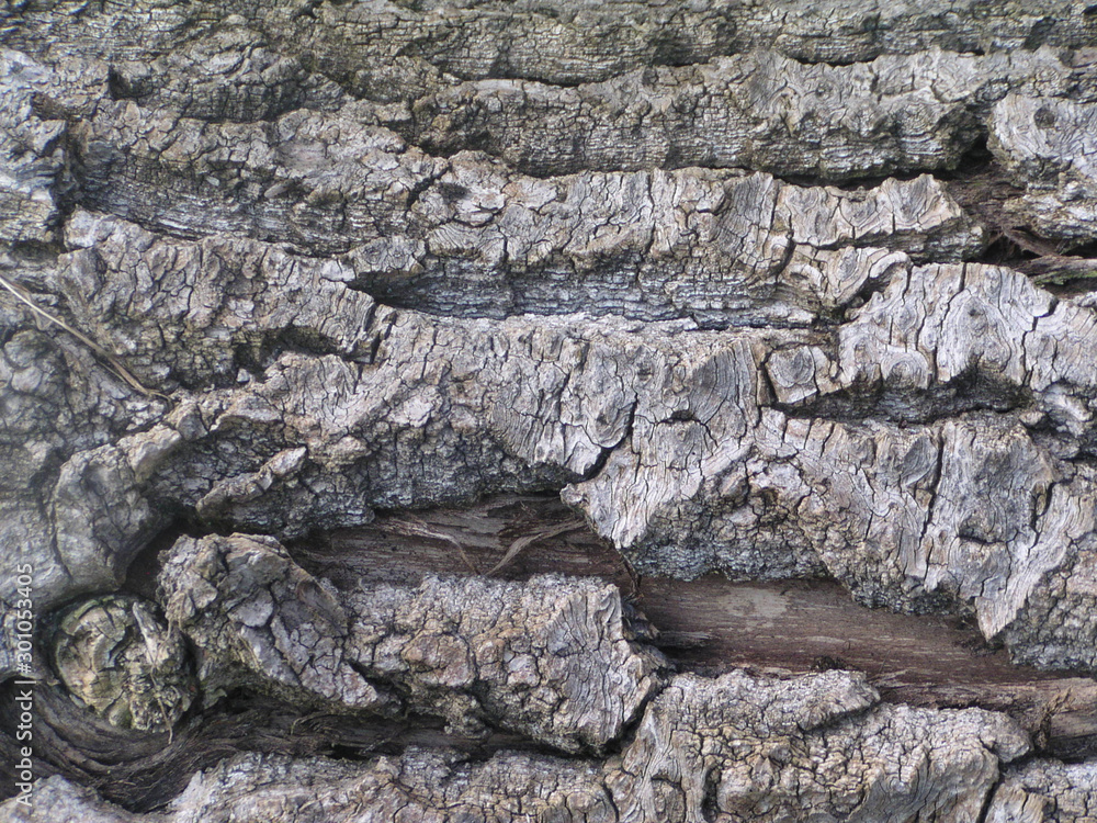 Bark of a tree in a closeup