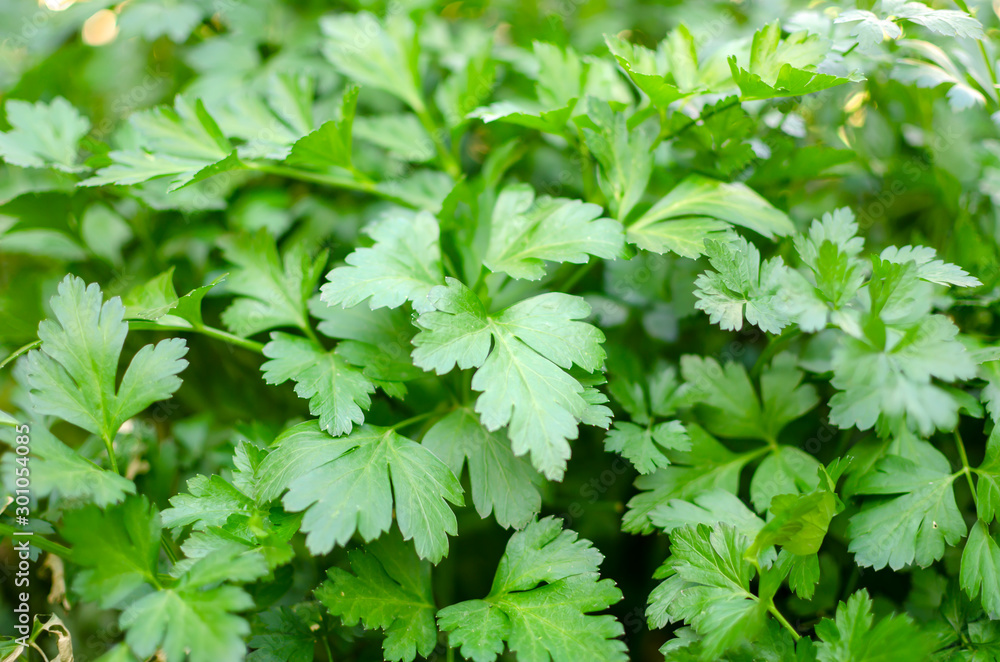 parsley leaf on a garden bed parsley leaf on a garden bed