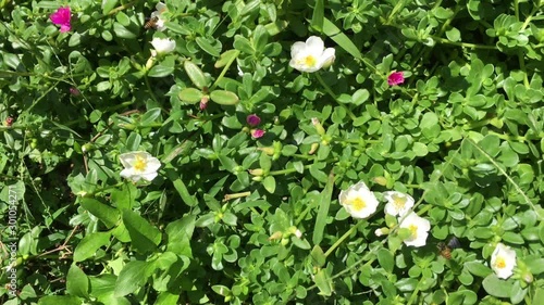 bees circle and perch on white flowers