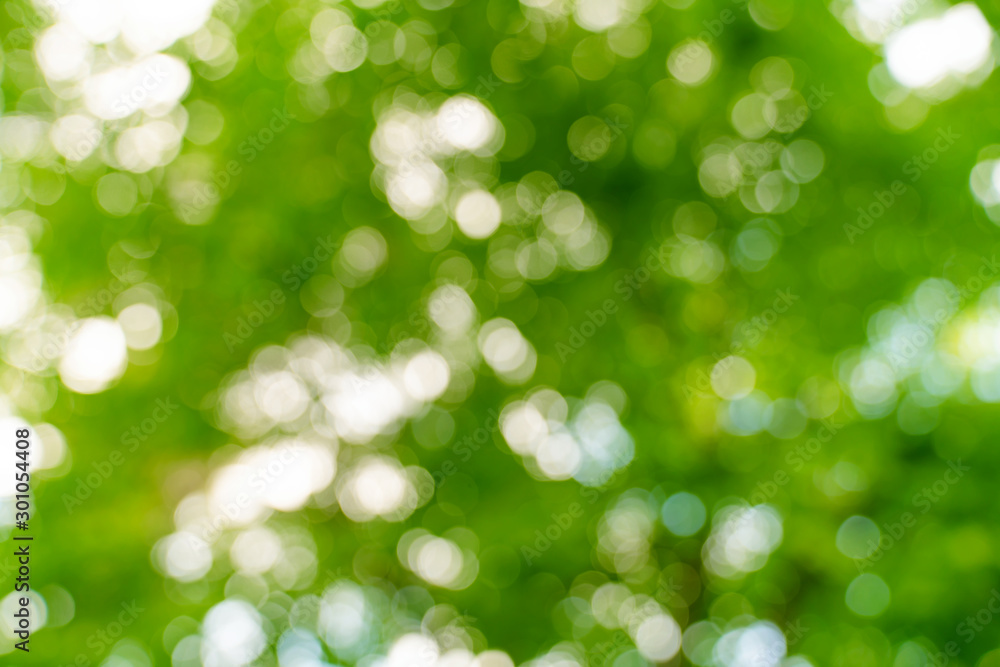 Obraz premium natural green bokeh abstract background,blurred textured