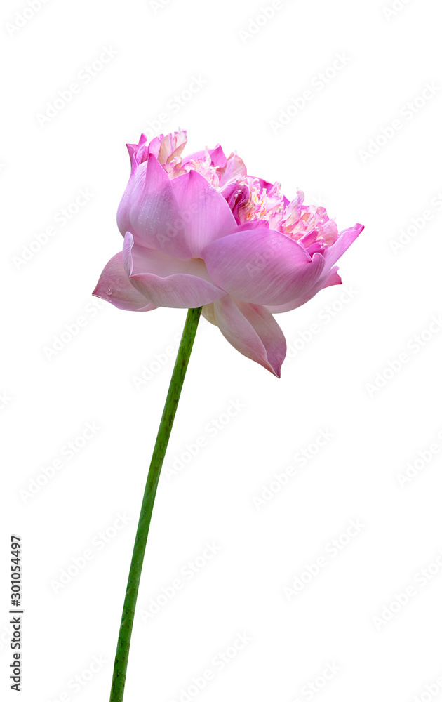 Fototapeta premium Beautiful pink water lily or lotus flower isolated on white background,include clipping path
