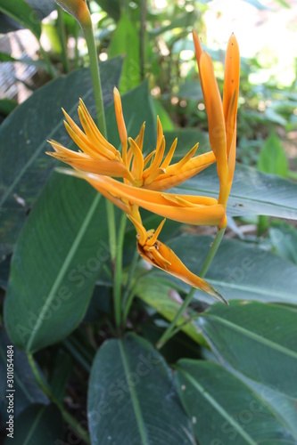 Yellow exotic flower of tropical foliage nature - Image