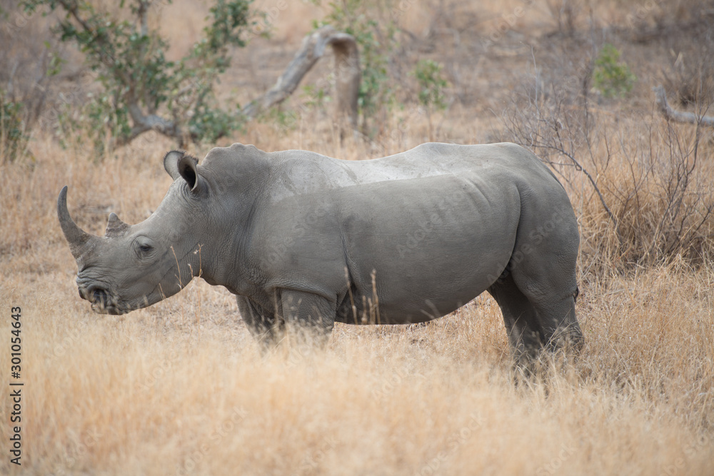 Rhinoceros, South Africa Rhinoceros, South Africa