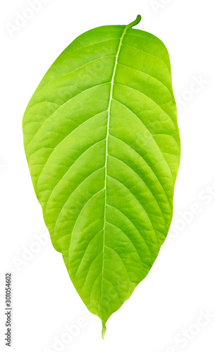 Green yellow leaves pattern of tropical leaf plant isolated on white background include clipping path Lettuce Tree