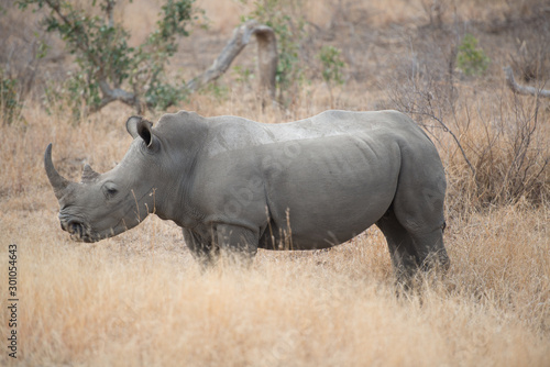 Rhinoceros, South Africa