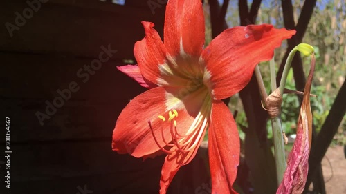 the orange amaryllis flower