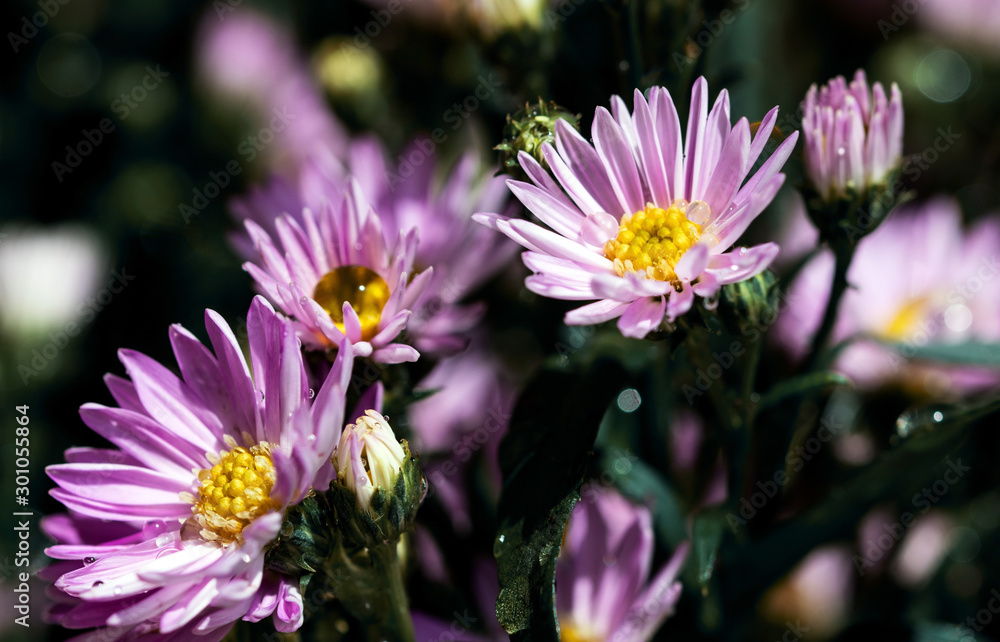 Obraz premium Macro close-up bouquet of the blooming buds of Aster amellus. Little lilac flowers with beautiful blossom on blurry background. Fresh foliage with natural blurry background.
