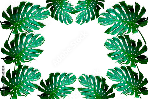 green monstera leaves pattern for nature concept,tropical leaf isolated on white background