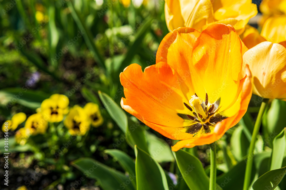 Beautiful open yellow tulips on green stems in sunny day. Beautiful open yellow tulips on green stems in sunny day.