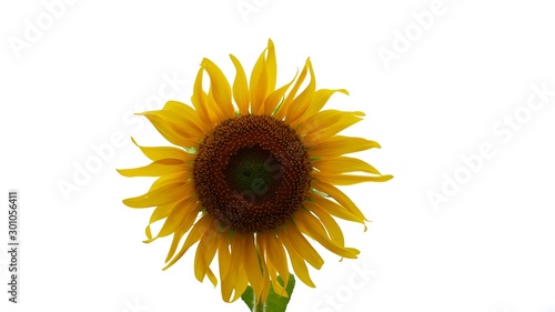 sunflower isolated on white background © Veruree