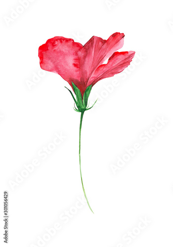 Watercolor illustration of hibiscus flower. Isolated on white background