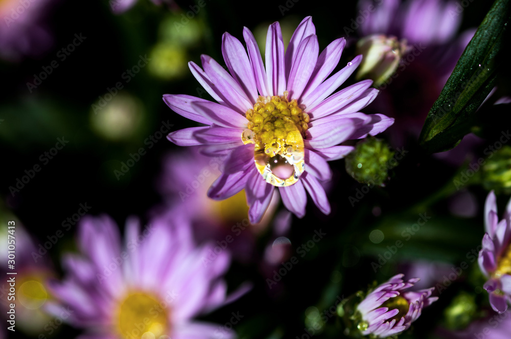 Obraz premium Macro close-up bouquet of the blooming buds of Aster amellus with dew water drops. Little lilac flowers with beautiful blossom on blurry background. Fresh foliage with natural blurry background.