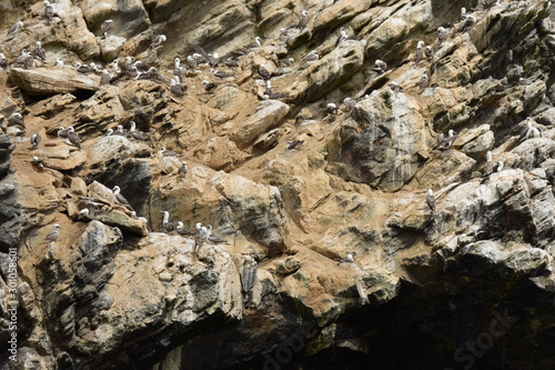 Peruvian Booby (Common Piquero), Punta de Choros, Coquimbo region, Chile