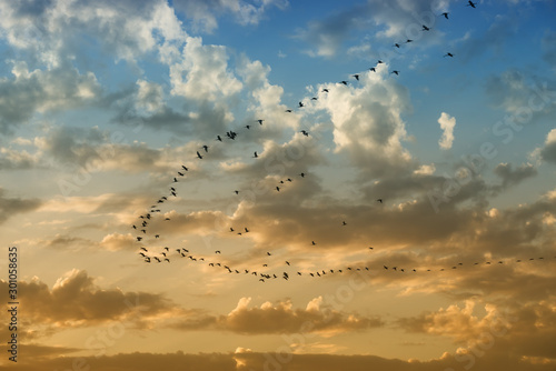 A flock of birds flight in a cloudy sky at Lac Naila, Morocco. © Rosa Frei