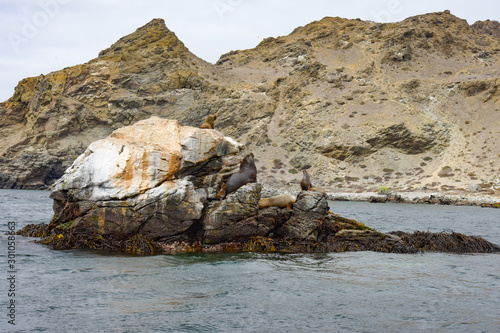Sea lion resting on a rock, tourism in Punta de Choros, Coquimbo region, Chile