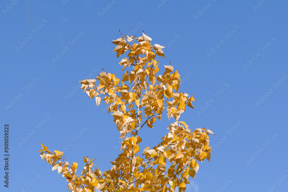 Lone yellow aspen tree in the blue sky Lone yellow aspen tree in the blue sky
