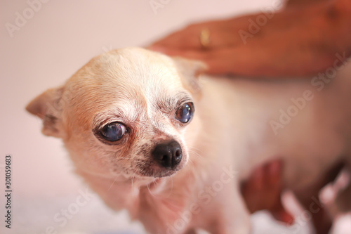 Single old white chihuahua dog sick face on background