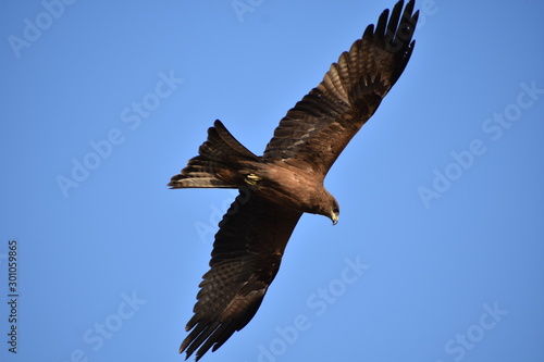 eagle in flight