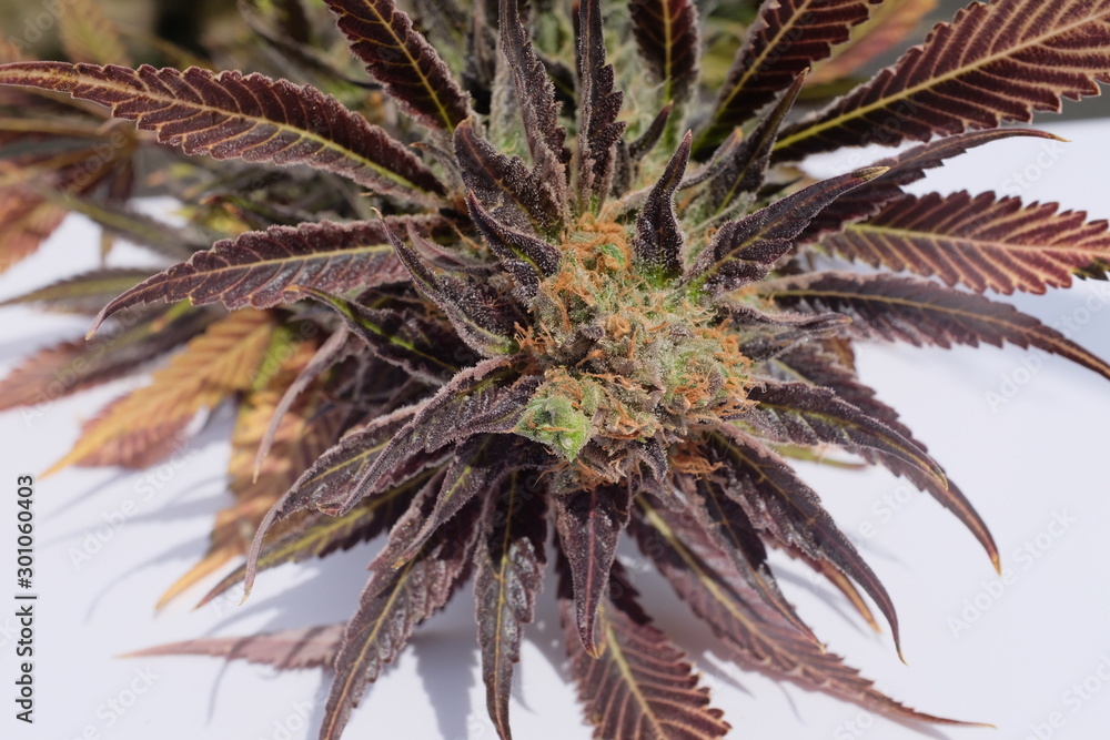 Obraz premium Purple bud