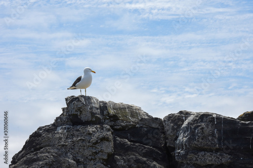 Seagull in Isla Dama, national reserve, tourism in punta de choros, coquimbo region, Chile
