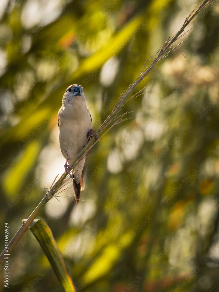 Obraz premium bird on branch