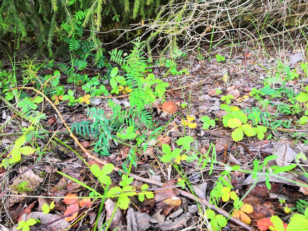 Fototapeta premium Forest beauty