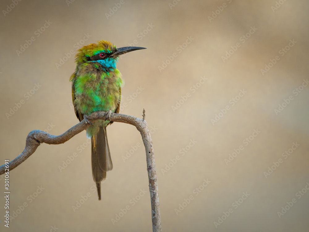 Obraz premium bee-eater on branch