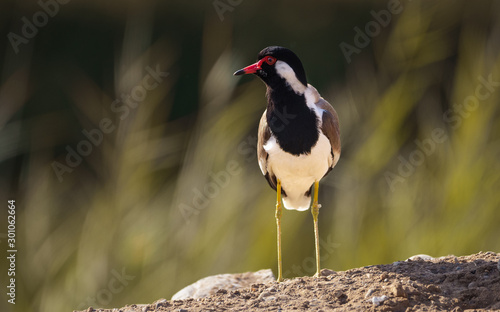 bird