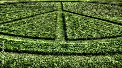 green grass background © Tom Kostiuk