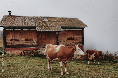 cows on the farm karadeniz 