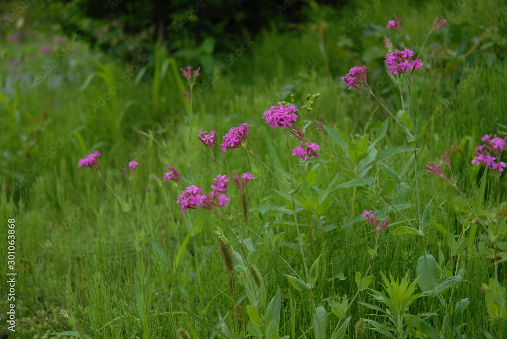 Fototapeta premium 可憐に咲く野の花