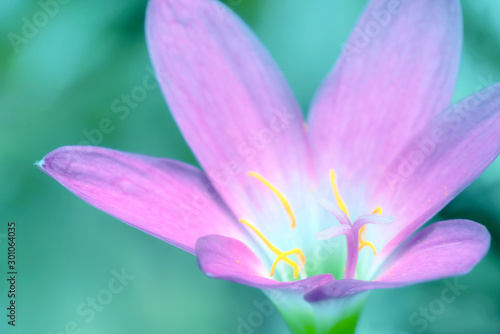 closeup pink flower with blurred background Zephyranthes grandiflora