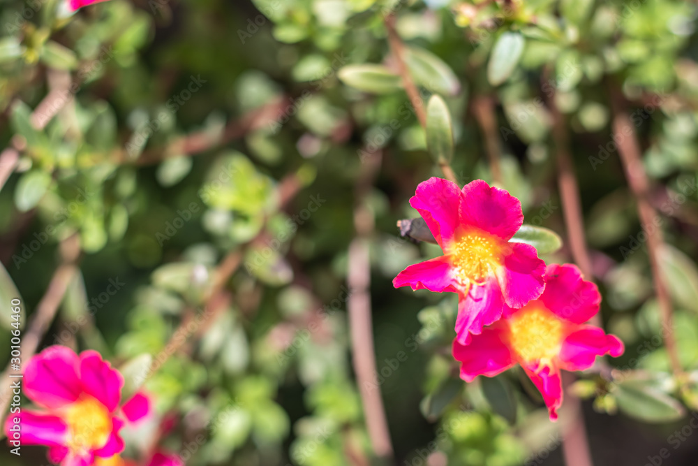 Obraz premium Pink flower