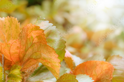 Red brown leaves pattern for summer or spring season concept,leaf blur textured,nature background