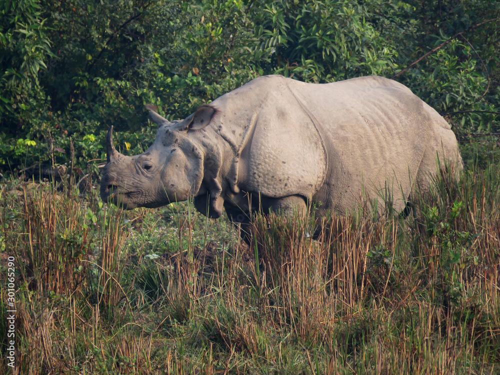 Obraz premium Indian Rhinoceros, Rhinoceros unicornis, Kaziranga National Park, Assam, India