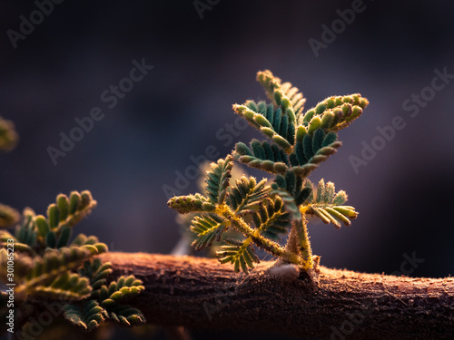 plant leaf