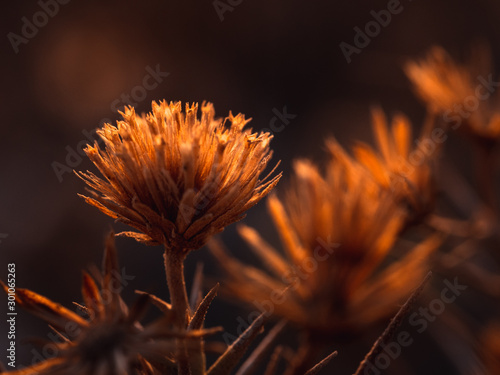 orange flower