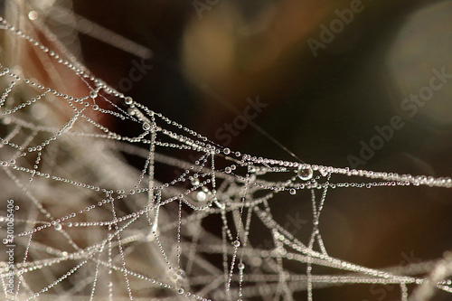 Dew kissed spiders web