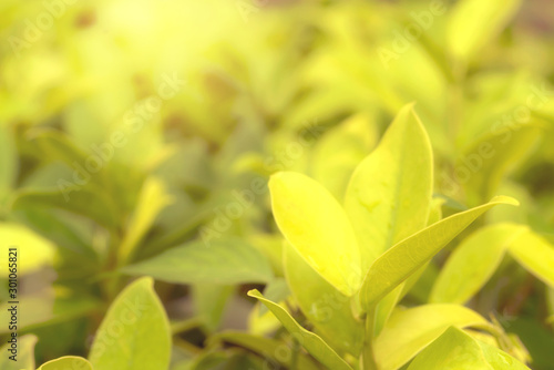Golden leaves pattern for summer or spring season concept,leaf blur textured,nature background