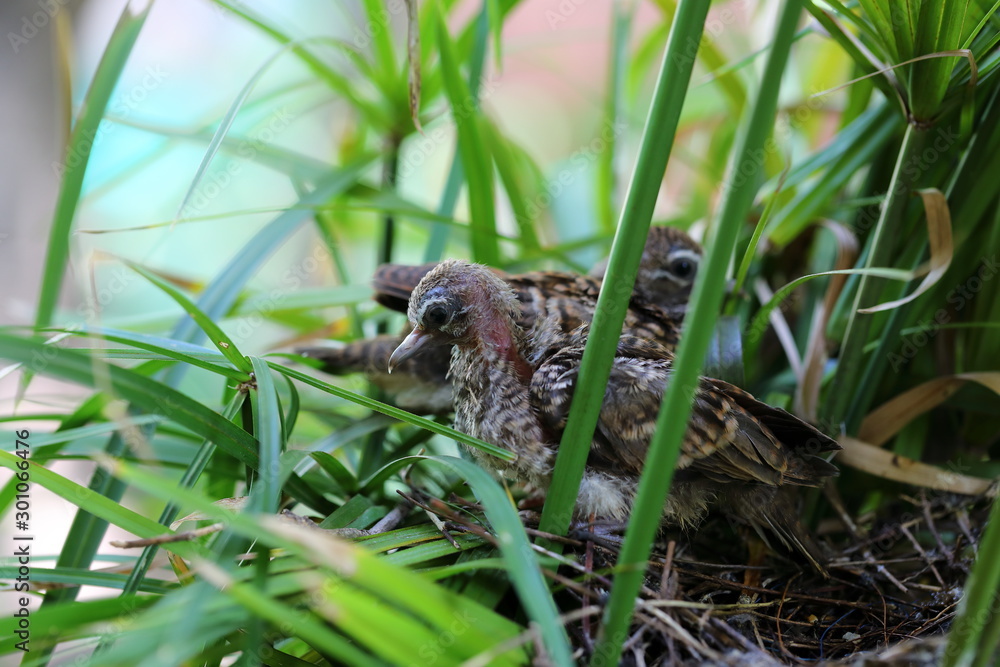 Geopelia striata,zebra dove in the nest Geopelia striata,zebra dove in the nest