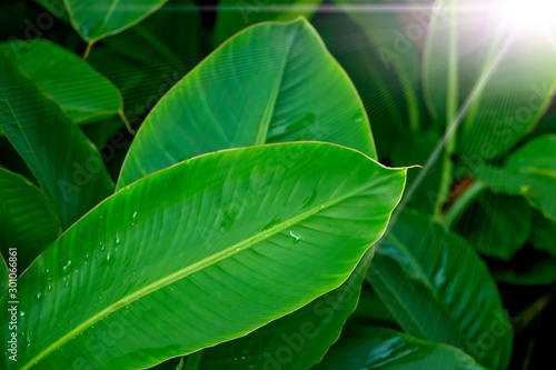 Small green banana leaves are growing. After the rain, water droplets on the leaves make it natural Sunshine And has a bright green natural background